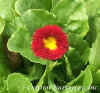Bellis 'Pomponette Mix' web.jpg (14738 bytes)