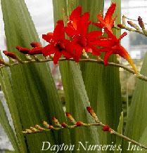 Crocosmia 'Lucifer' web.jpg (21166 bytes)