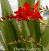 Crocosmia 'Lucifer' web.jpg (21166 bytes)