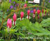 Dicentra_spectabilis_web.jpg (16211 bytes)