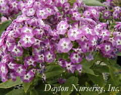 Phlox pan 'Andre' web.jpg (45799 bytes)