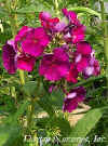 Phlox paniculata 'Nicky' web.jpg (26999 bytes)