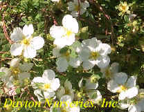 Potentilla 'Abbotswood' web.jpg (21875 bytes)