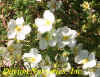 Potentilla 'Abbotswood' web.jpg (21875 bytes)