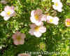 Potentilla 'Pink Beauty' web.jpg (28395 bytes)