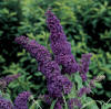 https://d2nyf3jb7mqz22.cloudfront.net/sites/provenwinners.com/files/imagecache/low-resolution/ifa_upload/cc04003.jpg