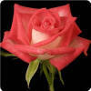 http://www.ballhort.com/utility/dispthumb.aspx?imageid=29628&imgsize=Display