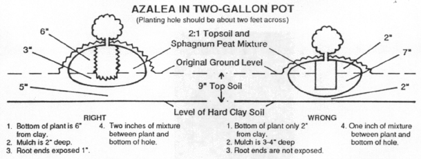 azaleain2gal.gif (369097 bytes)