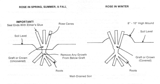 rosediagram.jpg (109393 bytes)
