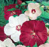 Hibiscus_Disco_Belle_Mix_web.jpg (12186 bytes)