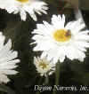 Leucanthemum 'Thomas Killen' web.jpg (21452 bytes)