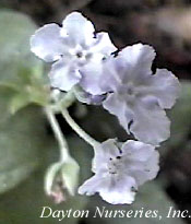 Omphalodes 'Lilac Mist' web.jpg (11172 bytes)