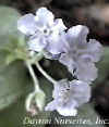 Omphalodes 'Lilac Mist' web.jpg (11172 bytes)