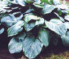 Hosta ?MR. BIG?