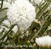leucanthemum 'summer snowball'.jpg (28368 bytes)