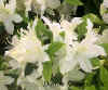 Azalea_Cascade_web.jpg (17863 bytes)