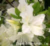 Azalea_Delaware_Valley_web.JPG (13000 bytes)