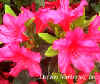 Azalea_Girards_Rose_web.jpg (18840 bytes)
