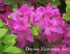 Azalea_Herbert_web2.jpg (12179 bytes)