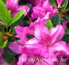 Azalea_Karen_web2.JPG (21550 bytes)