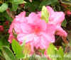 Azalea_Louise_Gable_web.jpg (21649 bytes)