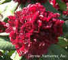 Rhododendron_Henrys_Red_web.jpg (17998 bytes)