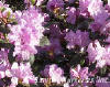 Rhododendron_PJM_web.jpg (13627 bytes)