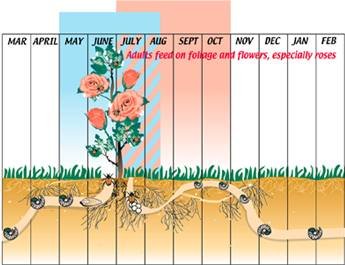 grub lifecycle.jpg (17633 bytes)