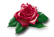 rose.gif (3948 bytes)