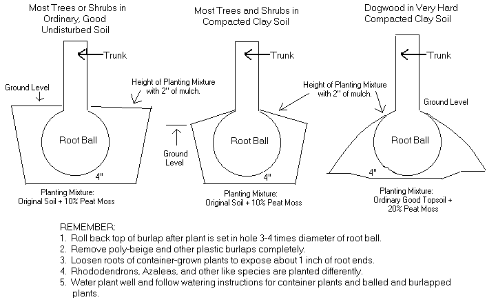 treeshrubdiagram.gif (10999 bytes)