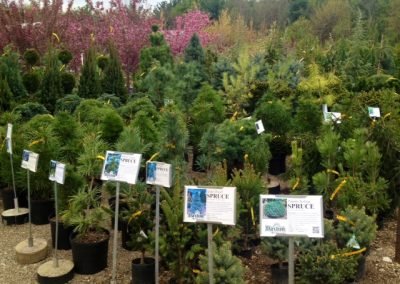 Nursery_1