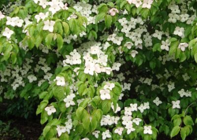 Botanical_1