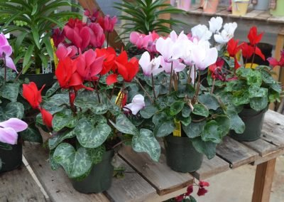 Greenhouse_12