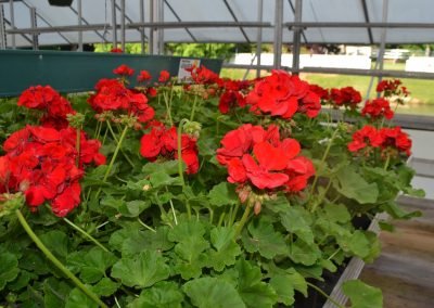 Geranium_Red_Dn2_reduced