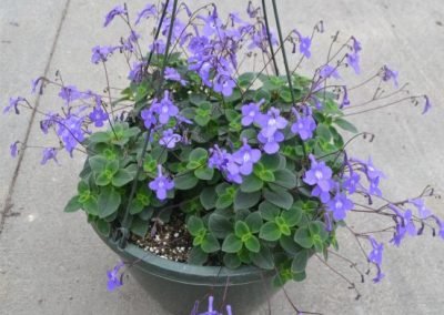 Streptocarpella Basket