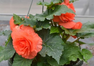 Non-Stop Orange Begonia