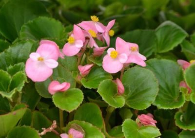 Pink Green Leaf Wax Begonia