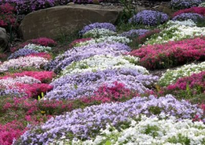 Botanical_2