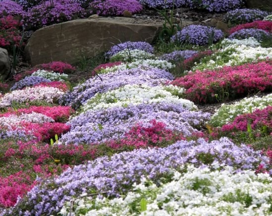 Botanical_2