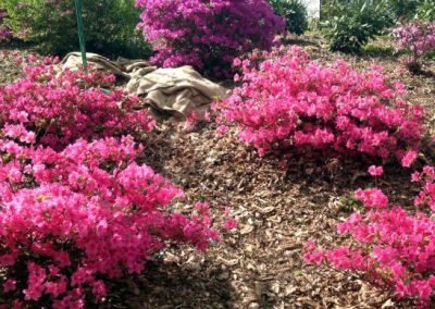 Azaleas