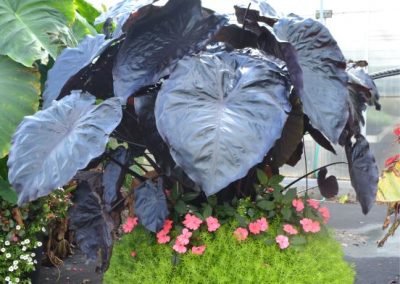 Dark Elephant Ear