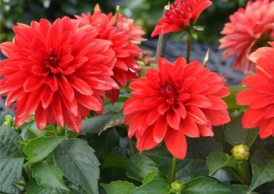 Dahlia