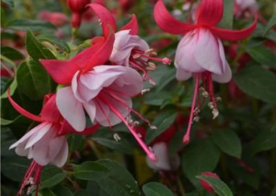 Fuchsias