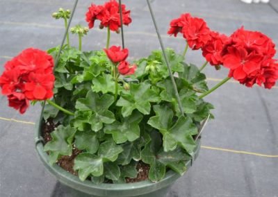 Geranium Hanging Basket