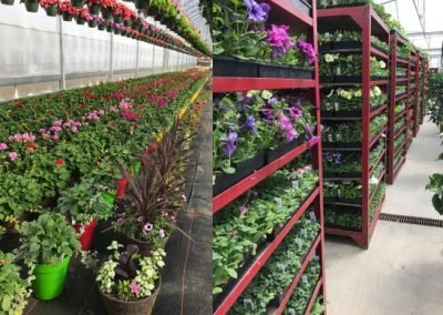 Greenhouse_2
