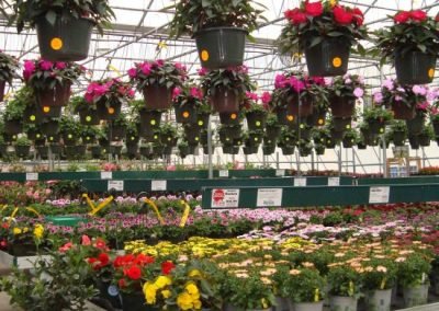 greenhouse2_square