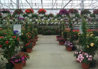 greenhouse6_square