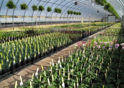 Greenhouse_8