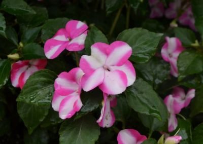 Impatiens