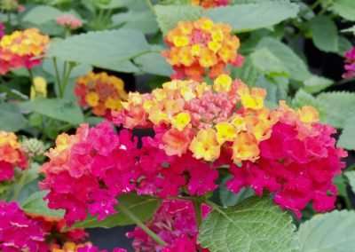 Greenhouse_15